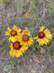 Gaillardia aristata