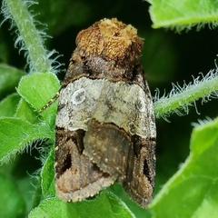 Hampsonodes naevia