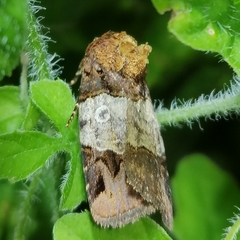 Hampsonodes naevia