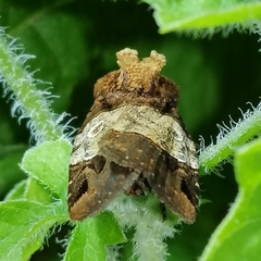 Hampsonodes naevia