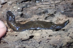 Australopacifica cucullata