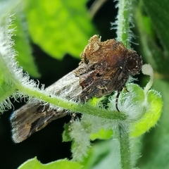 Hampsonodes naevia