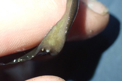 Australopacifica cucullata