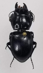 Pasimachus duplicatus