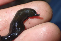 Australopacifica cucullata