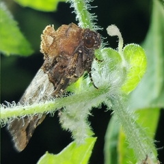 Hampsonodes naevia