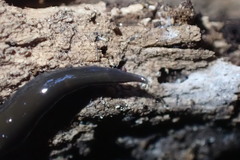 Australopacifica cucullata