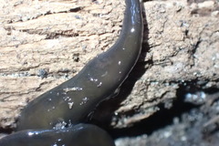 Australopacifica cucullata