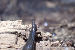 Australopacifica cucullata