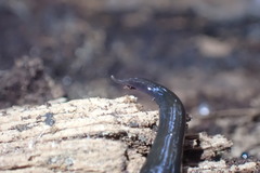 Australopacifica cucullata