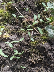 Floerkea proserpinacoides