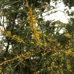 Hakea nodosa