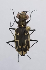 Ellipsoptera sperata inquisitor