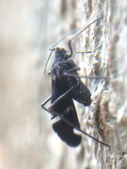 Lachnus tropicalis