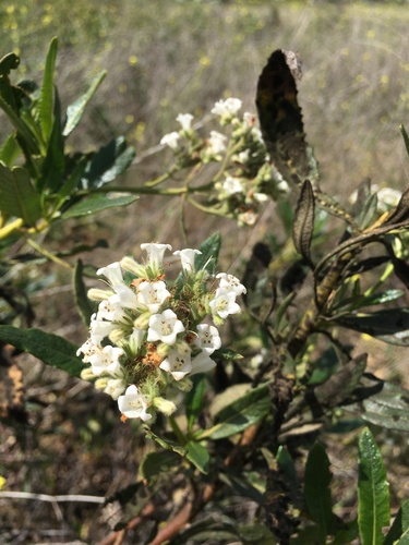 Hairy yerba santa (Eriodictyon trichocalyx)