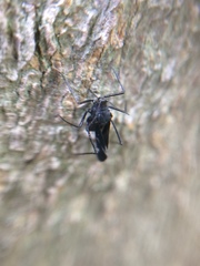 Lachnus tropicalis