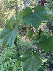Vernicia fordii