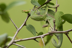 Chamaeleo dilepis
