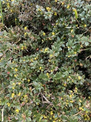 Berberis brevisepala