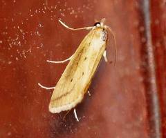 Scirpophaga nivella