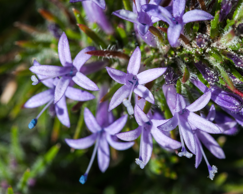 Mercybells