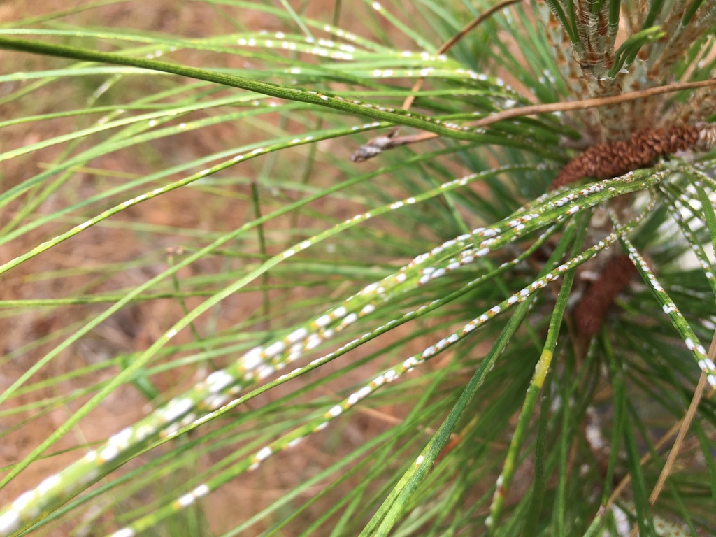 pine scale