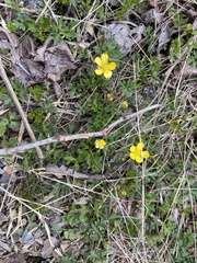 Ranunculus formosa-montanus