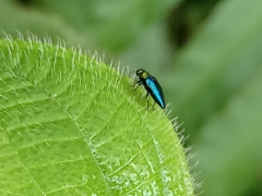 Endelus cupido