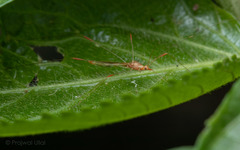 Pneustocerus gravelyi