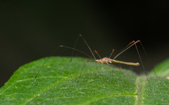 Pneustocerus gravelyi