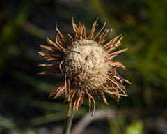 Gerbera crocea
