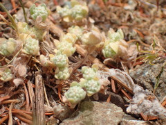 Psilocarphus tenellus