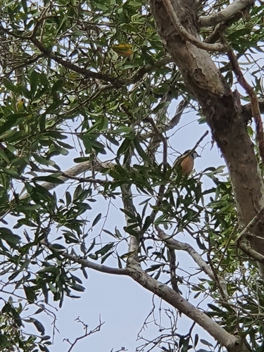 Rufous Whistler