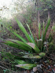 Furcraea guerrerensis