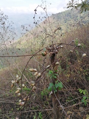 Furcraea guerrerensis