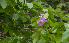 Lagerstroemia speciosa