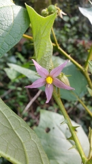 Solanum erythrotrichum