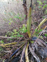 Furcraea guerrerensis