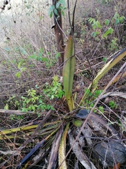 Furcraea guerrerensis