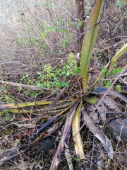 Furcraea guerrerensis