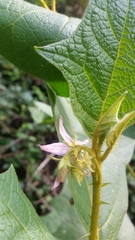 Solanum erythrotrichum