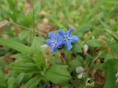 Omphalodes