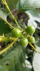Solanum erythrotrichum