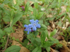 Omphalodes