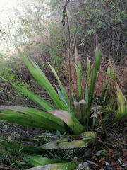 Furcraea guerrerensis