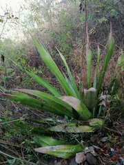 Furcraea guerrerensis