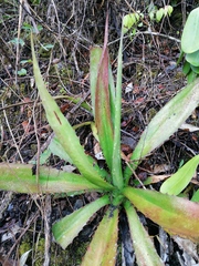 Furcraea guerrerensis