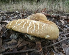 Phylloporus clelandii