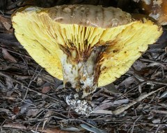 Phylloporus clelandii