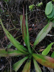 Furcraea guerrerensis